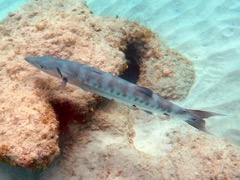 Great Barracuda (4')